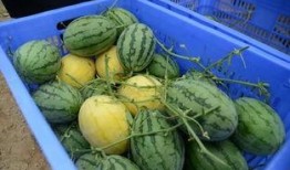 盐山网红吃瓜群微信,揭秘网络红人的幕后故事